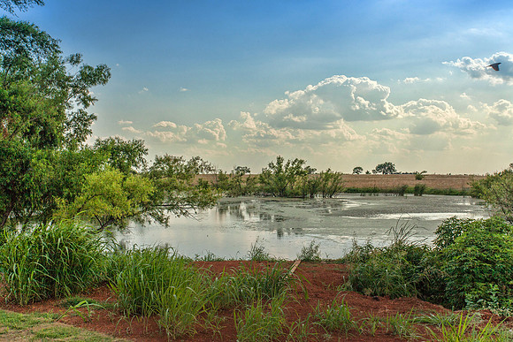 Pond