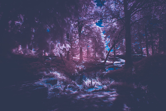 A Faerie's Grove